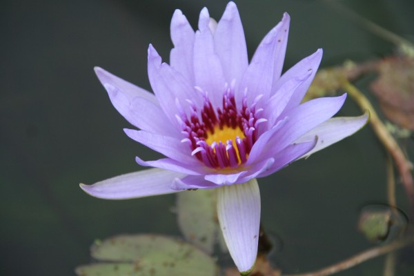 Nymphaea `Wood`s Blue Goddess` - Tropische Seerose-Copy