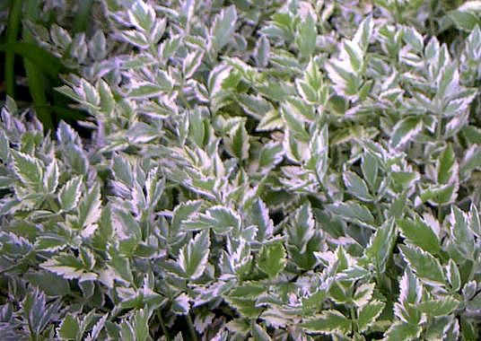 Oenanthe javanica `Flamingo` - Wasserfenchel