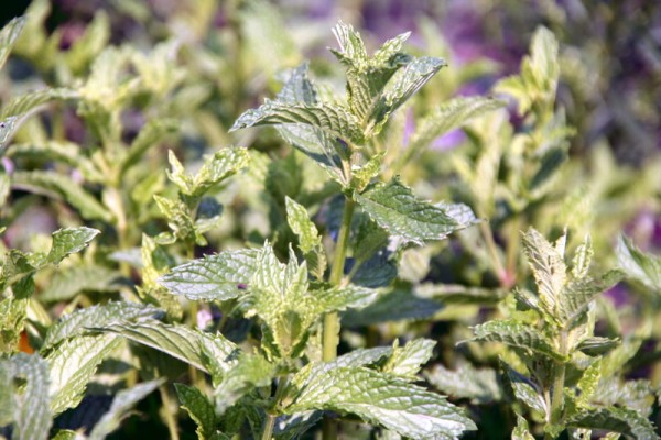 Mentha spicata `Maroccan`- Marokkanische Nanaminze