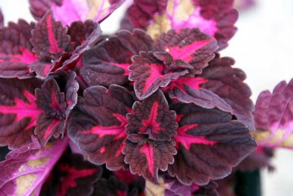 Solenostemon `China Rose` - Buntnessel