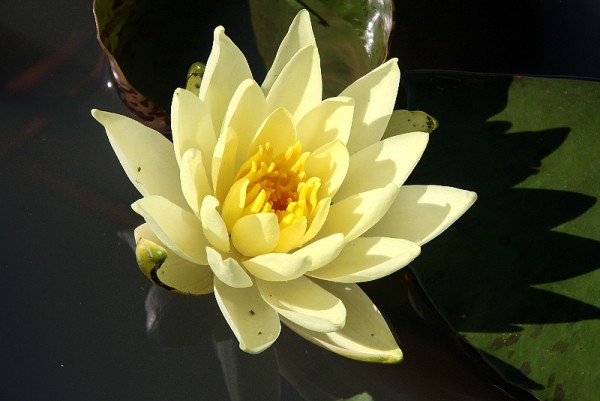 Nymphaea `Yellow Princess` - Winterharte Seerose