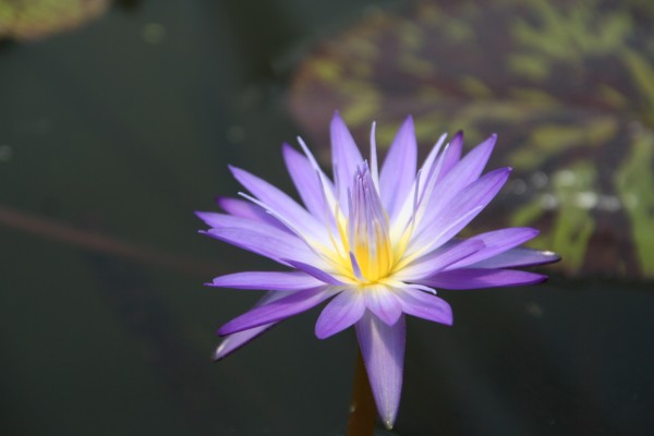 Nymphaea `Star of Siam` - Tropische Seerosenknolle