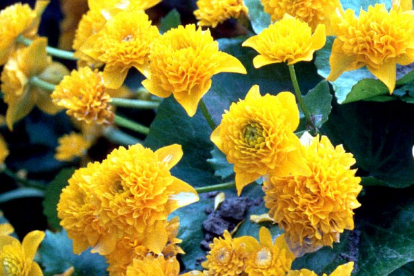 Caltha palustris `Monstrosa` - Sumpfdotterblume