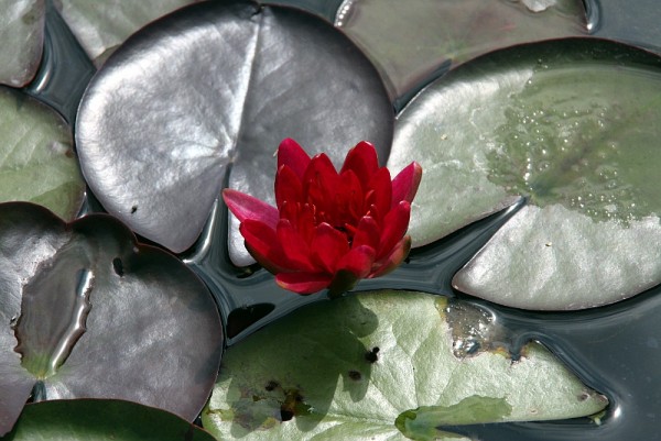 Nymphaea `Perry`s Red Glow` - Winterharte Seerose