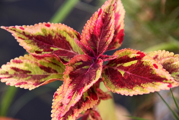 Solenostemon `Combat` - Buntnessel