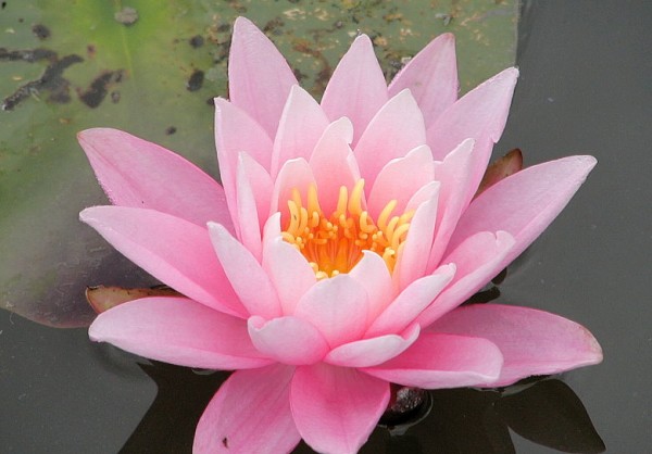 Nymphaea `Rose Arey` - Winterharte Seerose