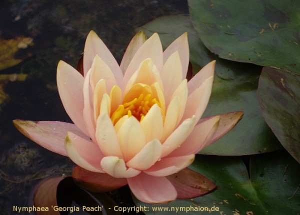 Nymphaea `Georgia Peach` - Winterharte Seerose