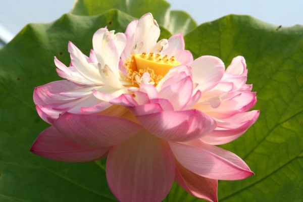 Nelumbo `Buddha`s Thron` - Lotos