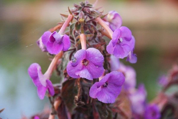 Achimenes `Violacea Semiplena`-Schiefteller