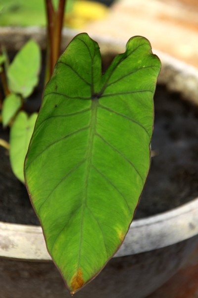 Colocasia esculenta `Royal Hawaiian Blue' - Taro