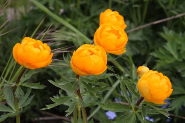 Trollius x cultorum `Orange Globe` - Trollblume