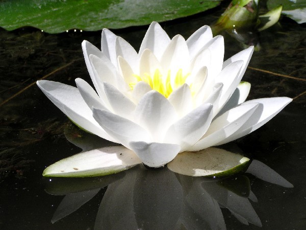 Nymphaea `White Sultan` - Winterharte Seerose