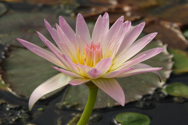 Nymphaea `Day Glow` - Tropische Seerosenknolle