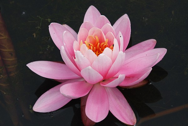 Nymphaea `Pink Peony` - Winterharte Seerose