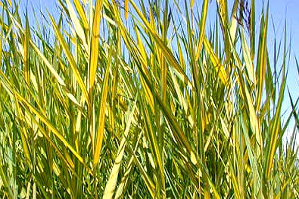 Phragmites australis 'Aurea' - Schilfrohr