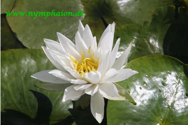 Nymphaea `Perry`s White Star` - Winterharte Seerose