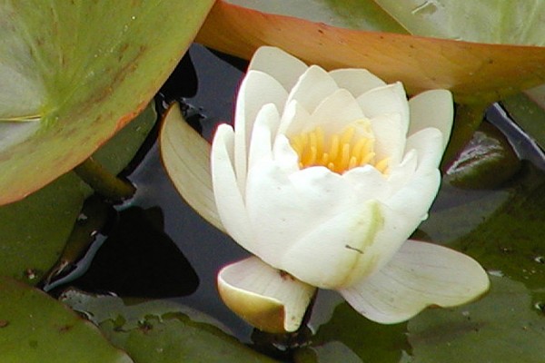 Nymphaea `Lactea` - Winterharte Seerose