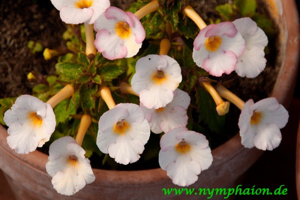 Achimenes `Sun Core` - Schiefteller