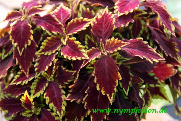 Solenostemon `Apple Brandy` - Buntnessel
