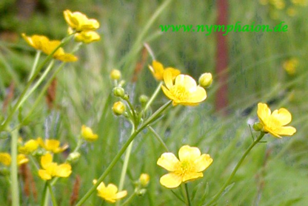 Ranunculus lingua `Grandiflorus` - Großblütiger Zungenhahnenfuß