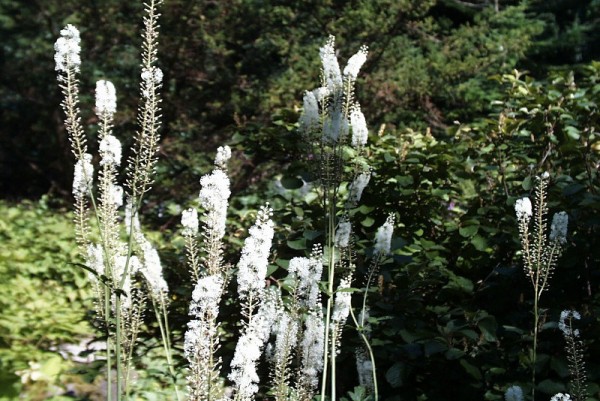 Cimicifuga racemosa var. cordifolia - Lanzen-Silberkerze