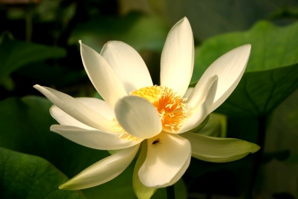 Nelumbo `Flavescens`- Lotosblume