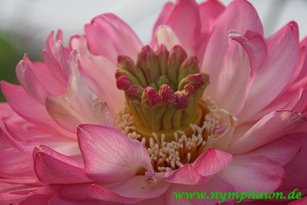 Nelumbo `Seidenpapier` - Lotosblume