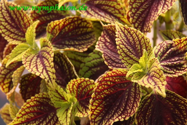 Solenostemon `Solar Flash` - Buntnessel