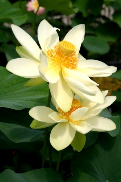 Nelumbo `Tausend Weisse Blütenblätter` - Lotosblume