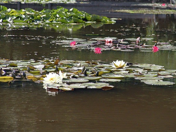 Nymphaea `Weiß` - Winterharte Seerose