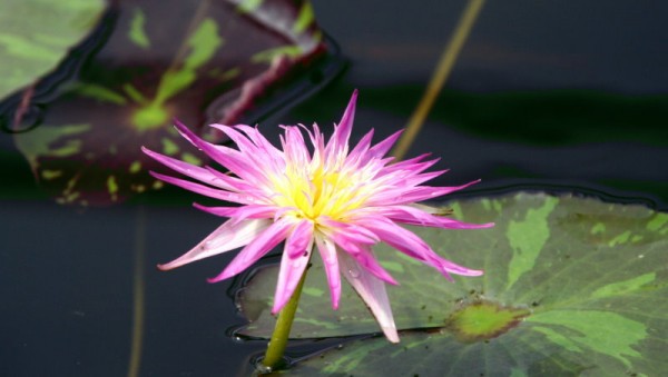 Nymphaea `Pink Flamingo` - Tropische Seerose