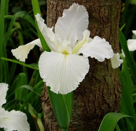 Iris louisiana `Dural White Butterfly` - Louisiana-Iris