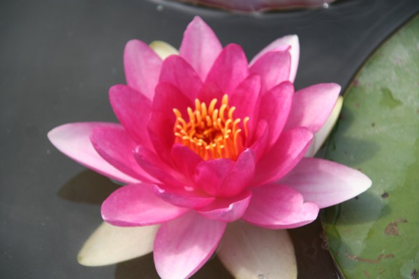 Nymphaea `Perry`s Strawberry Pink` - Winterharte Seerose