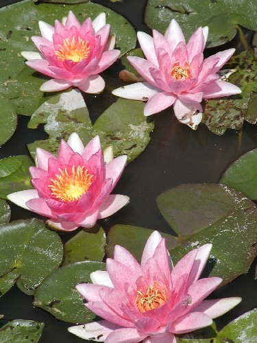 Nymphaea `René Gerard` - Winterharte Seerose