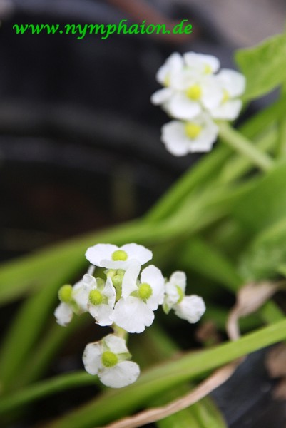 Sagittaria graminea 'Crushed Ice' - Zwergpfeilkraut 'Crushed Ice'