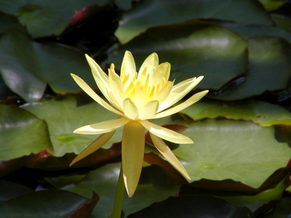 Nymphaea mexicana `Cape Canaveral` - Tropische Seerose