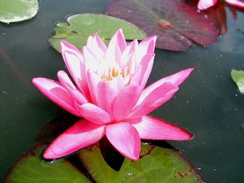 Nymphaea `Yuh Ling` - Winterharte Seerose