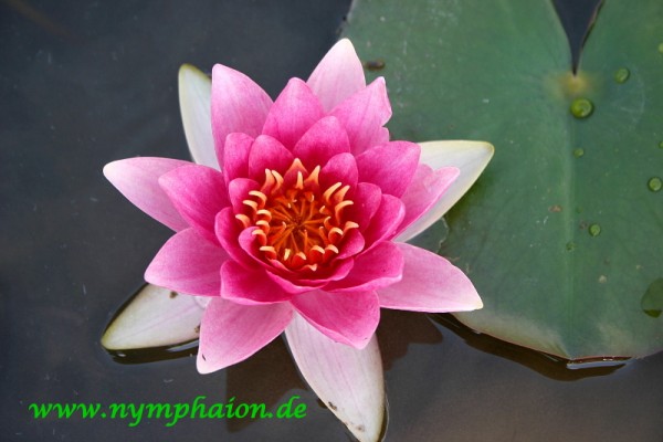 Nymphaea `Charles de Meurville` - Winterharte Seerose