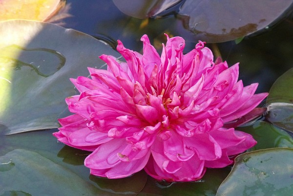 Nymphaea `Fuchsia Pom Pom` - Winterharte Seerose