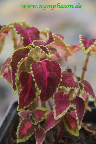Solenostemon `Herbstlaub` - Buntnessel