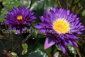 Nymphaea `Morada Bay` - Tropische Seerose