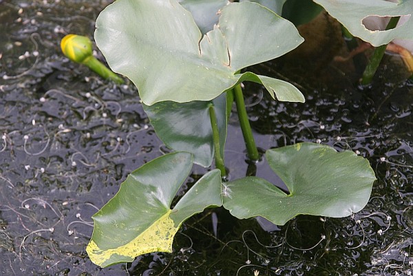 Nuphar pumila `Variegata` - Kleine Mummel panaschiert