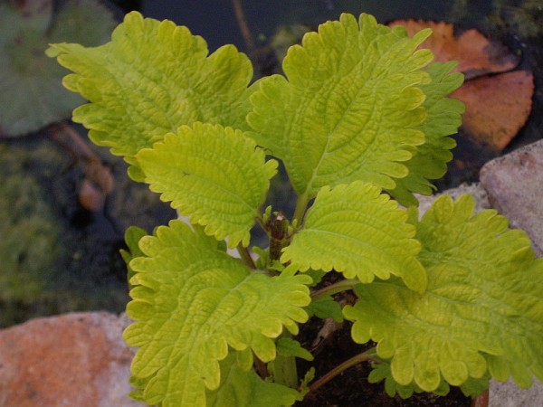 Solenostemon `Schiefer` - Buntnessel