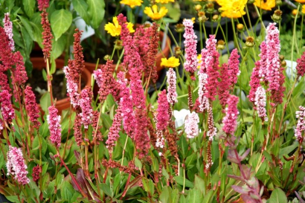 Bistorta affinis 'Dimity' - Garten-Scheckenknöterich