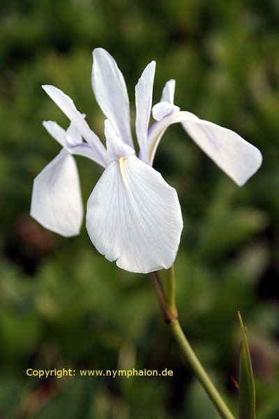 Iris laevigata `Alba` - Asiatische Schwertlilie