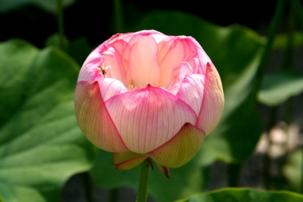 Nelumbo `Weißer Lotos von Lushan` - Lotosblume