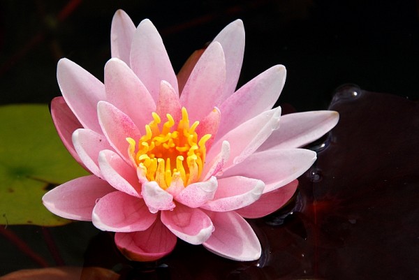 Nymphaea `Starburst` - Winterharte Seerose