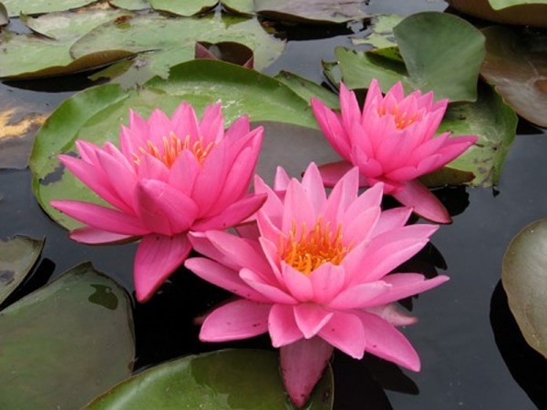 Nymphaea `Yogi Gi' - Winterharte Seerose