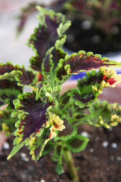 Solenostemon `Sky Fire` - Buntnessel