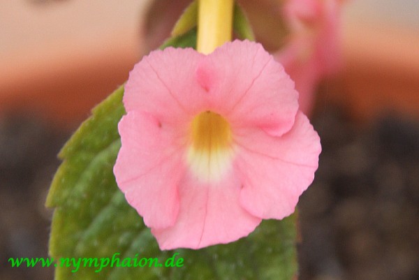 Achimenes `Peach Glow` - Schiefteller